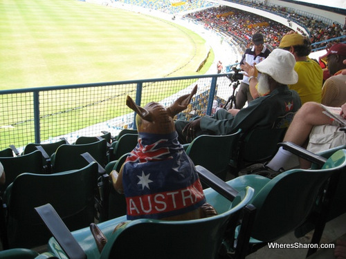 kangaroo watching the cricket in bridgetown