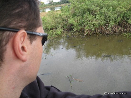 A pack of lurking caimans in the pantanal wetlands tour brazil