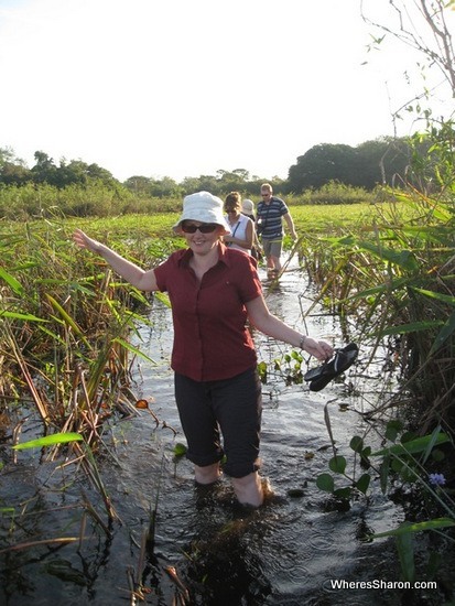 Wading through the pantanal wetlands tour Brazil