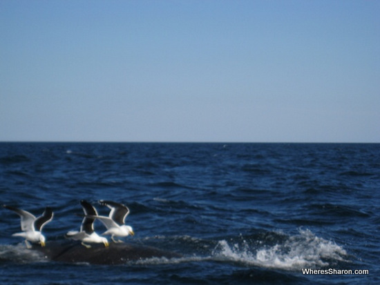 Southern Right Whale in puerto madryn