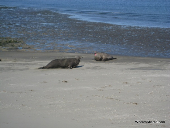 Elephant seals fighting in Puerto Madryn