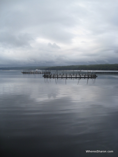 Fish farm on Gordon River cruise