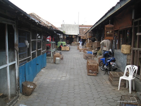 Pet market, Jogjakarta