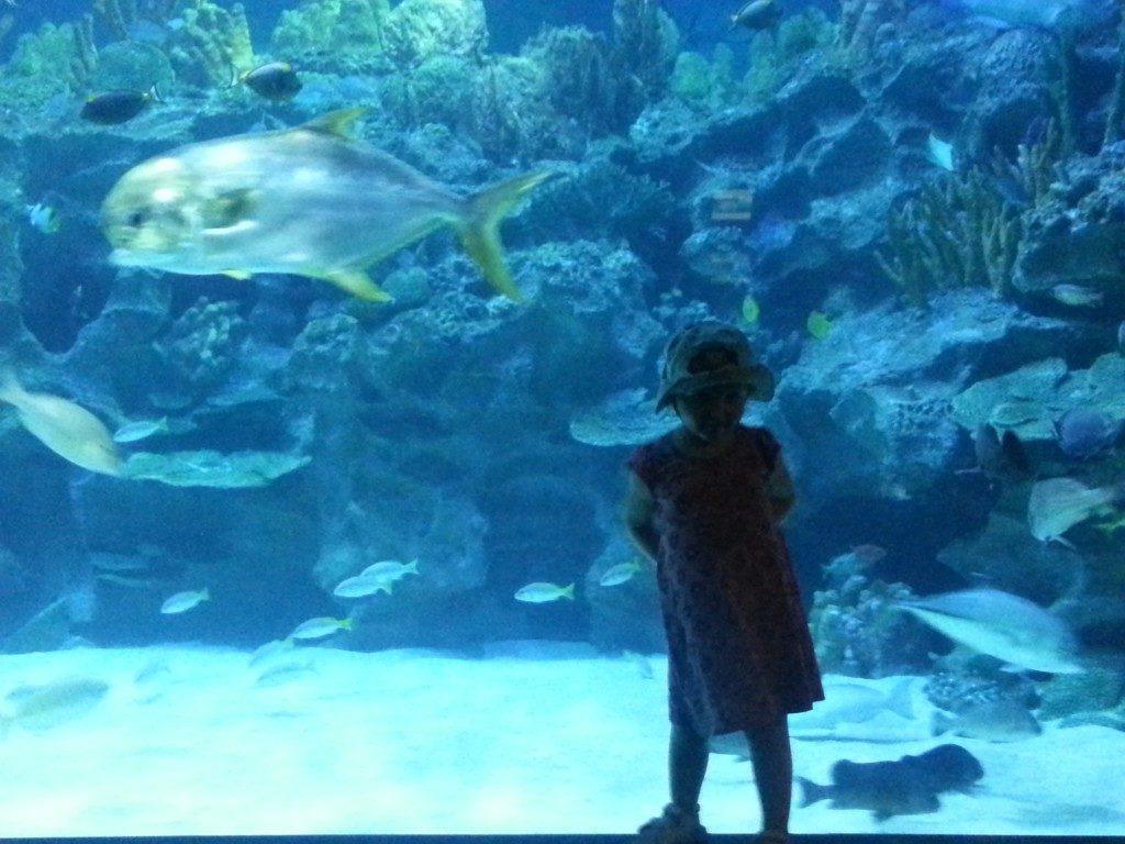 Toddler at the Kuala Lumpur Aquarium with a big fish