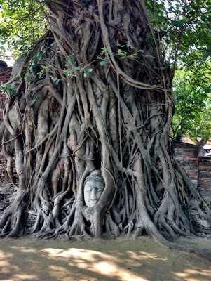  Buddha head embedded in the roots of this tree in ayutthaya