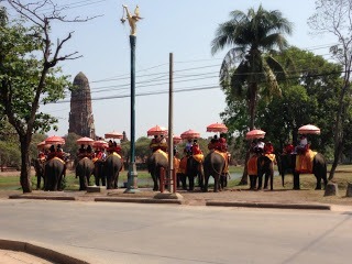 line of elephants at the Elephant kreel in Ayutthaya