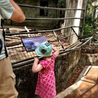 Checking out pigs at Negros Forests and Ecological Foundation