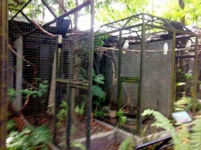 some of the birds at Negros Forests and Ecological Foundation
