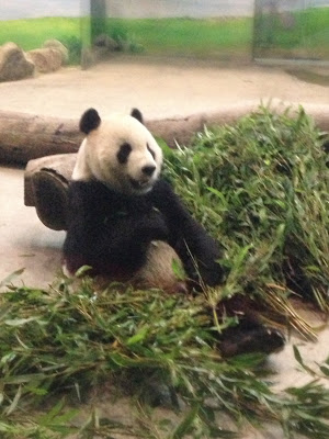 panda at taipei zoo