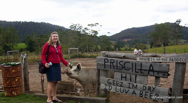 Pig in the Paddock in Pyengana