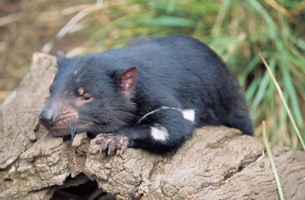 sights to see in tasmania with the devils