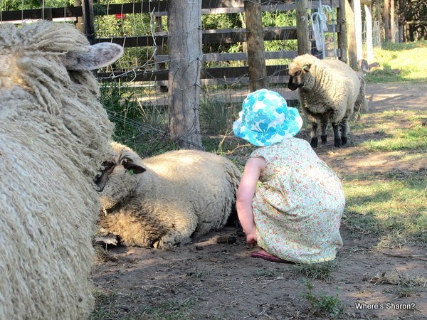toddler with sheep at childrens farm melbourne