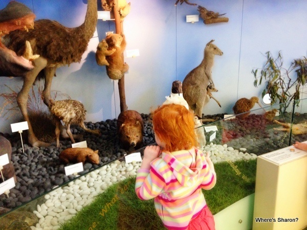 toddler looking at australian animals at Melbourne Museum