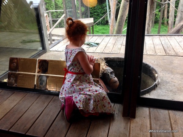 orangutan at melbourne zoo with kids