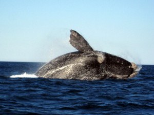 southern right whale breaching argentina