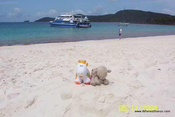 toy lamb and cow on Whitehaven Beach in the Whitsundays