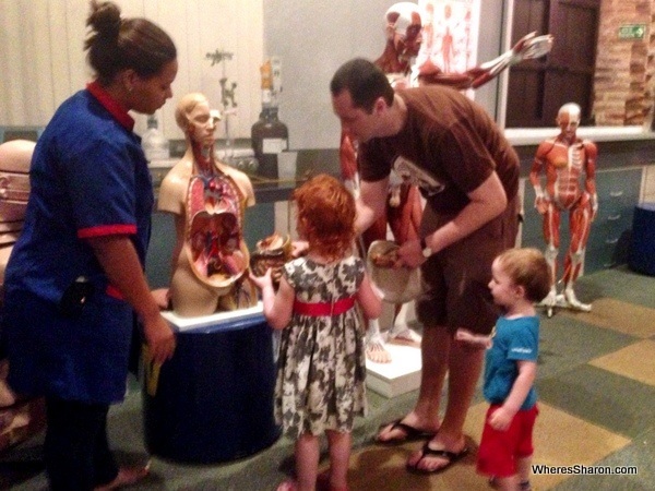 Body with organs at the Museo Infantil Trampolin