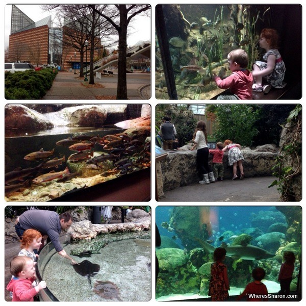 outside of Tennessee Aquarium, touching sting rays watching fish 