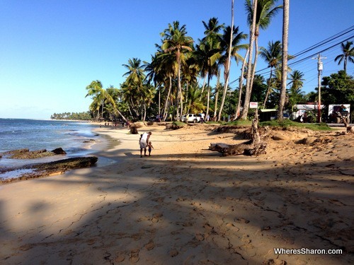 Las Terrenas beach