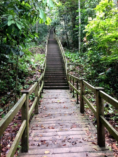 The start of the 1000 stairs to get to the rainforest canopy walkway at ulu temburong national park