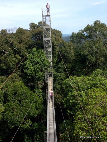 rainforest canopy walkway at ulu temburong national park 