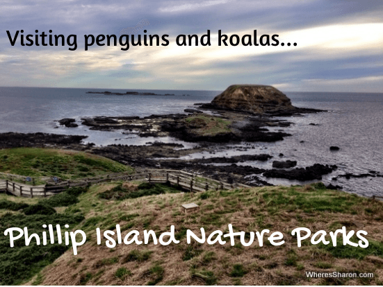Visiting penguins and koalas at Phillip Island Nature Parks