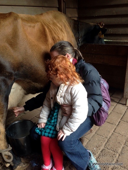 churchill island heritage farm cow milking at phillip island nature parks