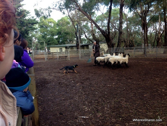 churchill island heritage farm dog and sheep at phillip island nature parks