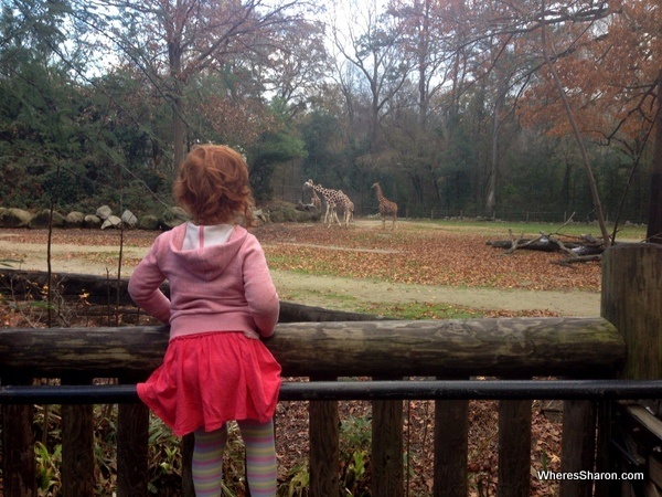 giraffes at Riverbanks zoo Columbia SC