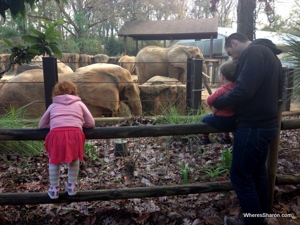 elephants at Riverbanks zoo Columbia SC with kids