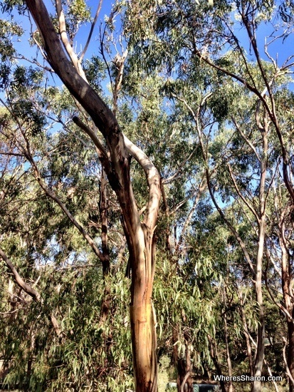 koala in tree at koala conservation centre tree