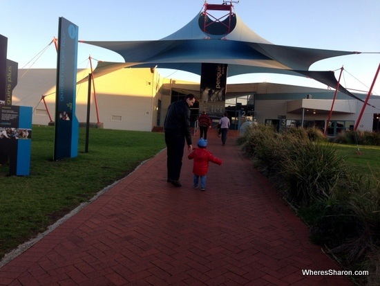 penguin parade at phillip island nature parks