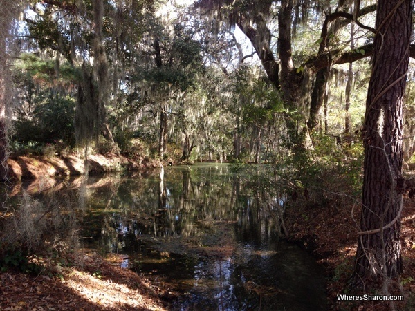 Magnolia Plantation and Gardens things to do in charleston