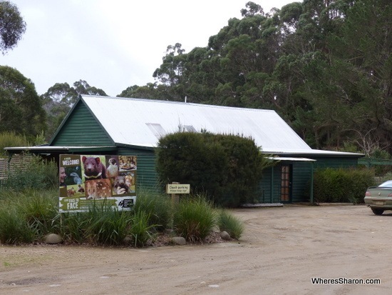 things to do on the tasman peninsular Tasmanian Devil Conservation Park