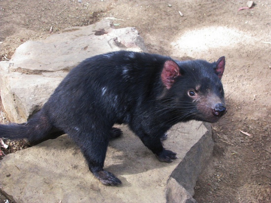 tasmanian devil