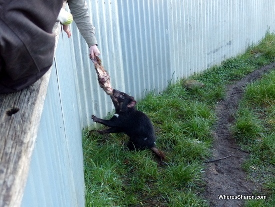 Tasmanian Devil feeding time