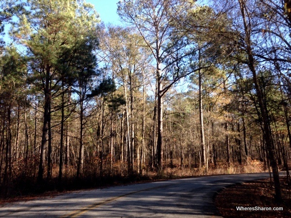 The road on the way to Congaree National Park driving from atlanta to miami