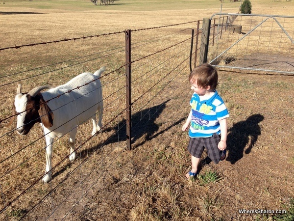 goat at Airbnb farm stay