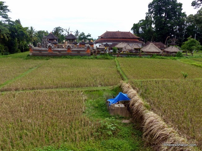 views of rice fields in ubud area