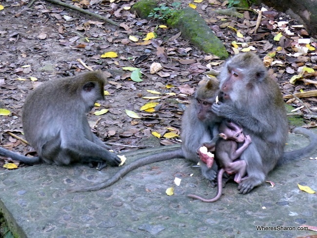 things to do in bali with kids at Sacred Monkey Forest