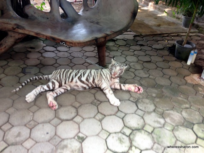 The Million Years Stone Park and Pattaya Crocodile Farm