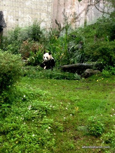 panda at taipei zoo