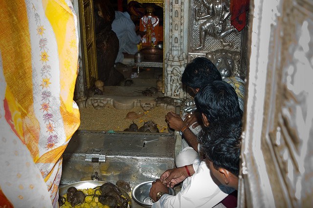 Karni Mata Rat Temple