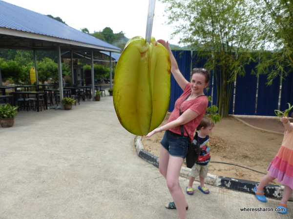 Big starfruit at MARDI Agro Park