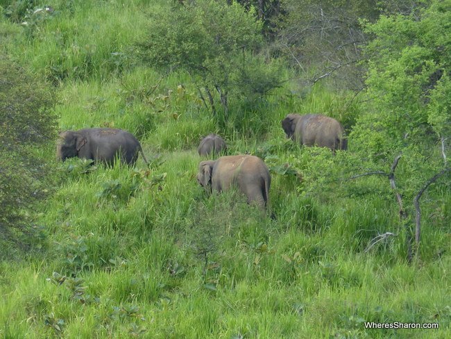 elephants at Minneriya National Park