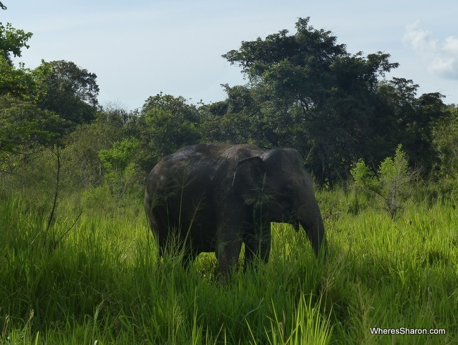 elephant at Minneriya National Park