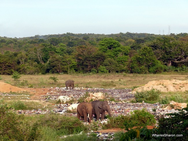 elephants at the tip in Sri Lanka