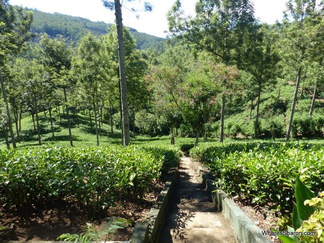 Pedro Tea Estate