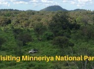 Going on Safari in Sri Lanka – Minneriya National Park