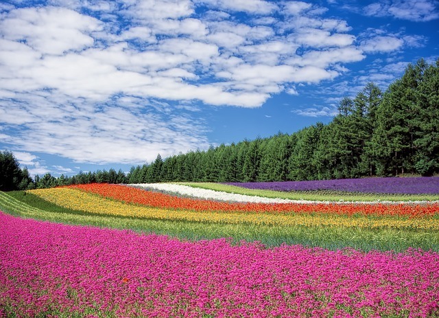 The Hokkaido countryside